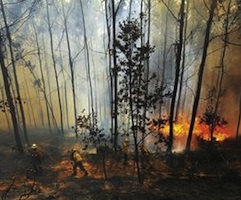 Prohibida la caza en Villardiegua de la Ribera tras los estragos del incendio